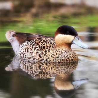 Kaufen Sie Silver Teal Ducks online