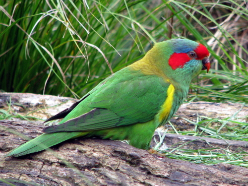 Musk Lorikeet - Image 2