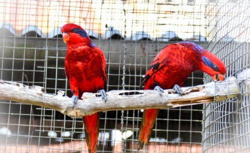 Blue Streaked Lory - Image 2