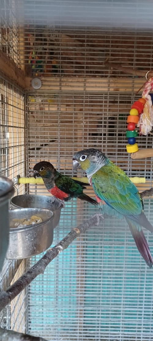 Crimson bellied conure - Image 3