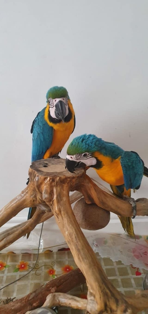 Blue and Gold Maccaw