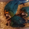 Blue and Gold Maccaw - Image 2