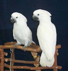 Umbrella Cockatoo
