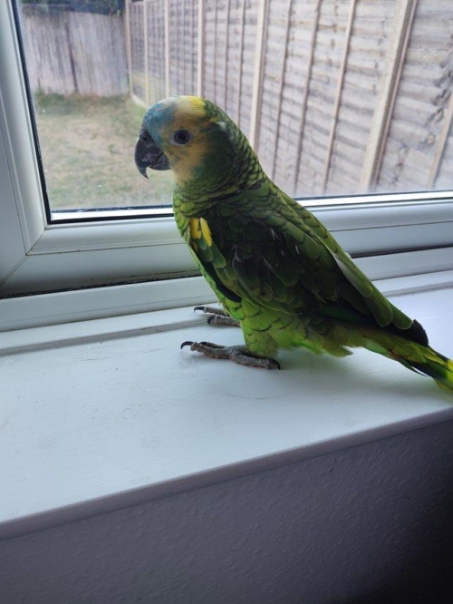 Blue Fronted Amazon Parrots - Image 2