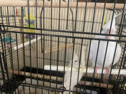 Albino Cockatiel - Image 2