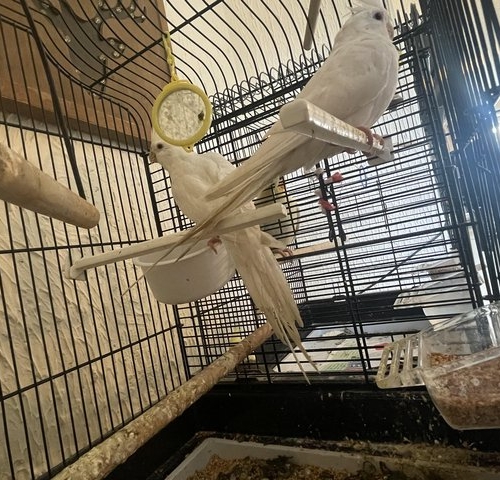 Albino Cockatiel