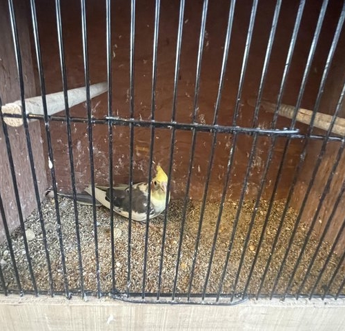 Pied Cockatiel