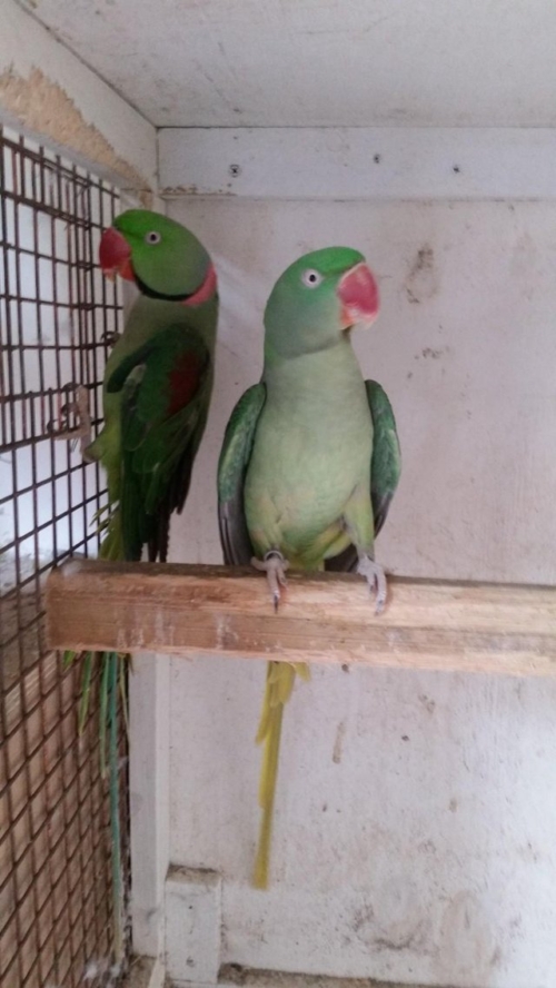 Alexandrine Parakeet - Image 2