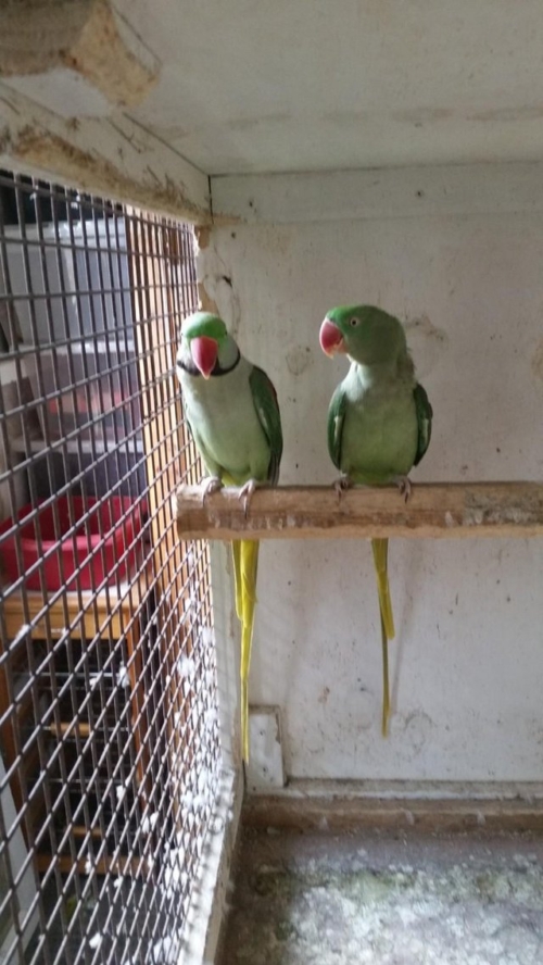 Alexandrine Parakeet
