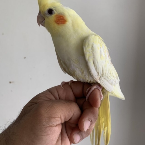 Lutino Cockatiel