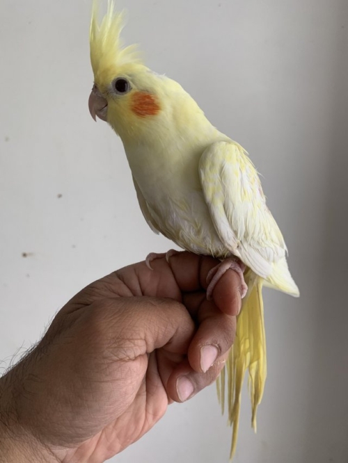 Lutino Cockatiel