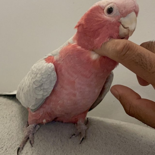 Galah Cockatoo