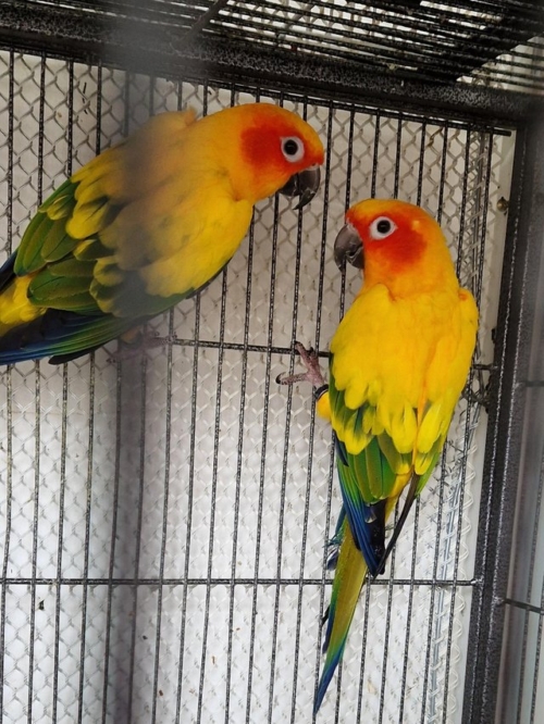 Sun Conure - Image 2
