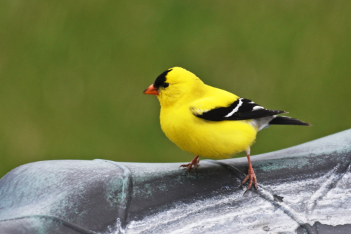 American Gold Finch