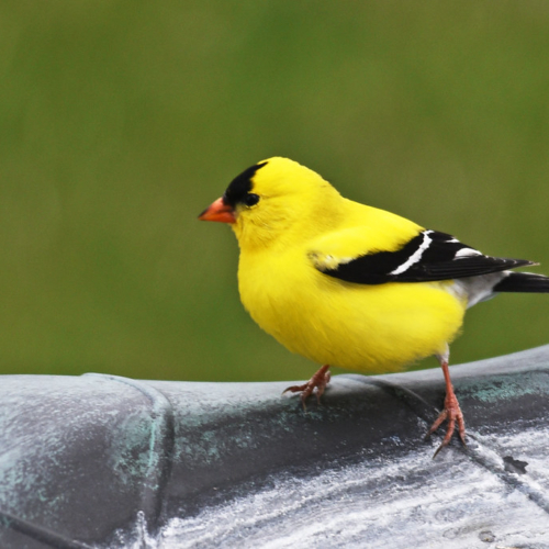 American Gold Finch