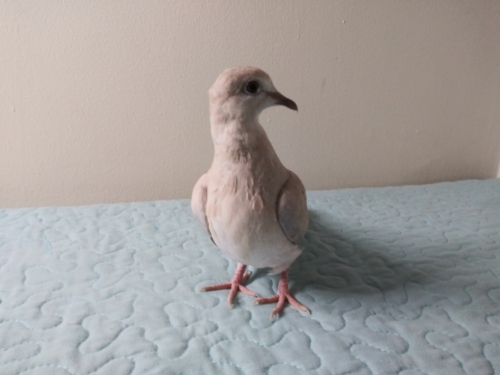 Buy Sand Ringneck Dove Online - Image 2