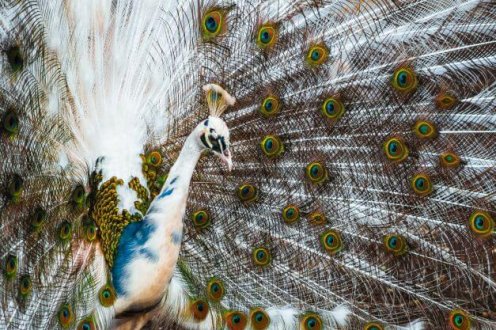 Buy Rare Peafowl Online