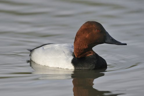 Compre Canvasback Ducks Online