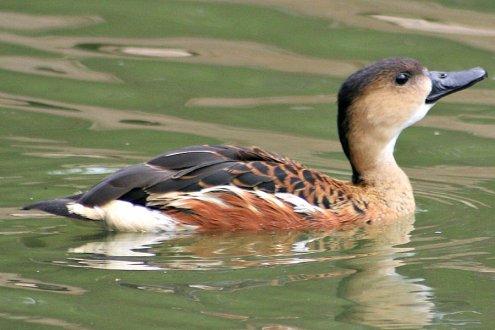 Buy Wandering Whistling Ducks Online
