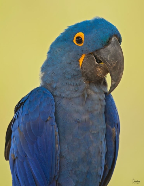 Hyacinth Macaw Female - Image 2
