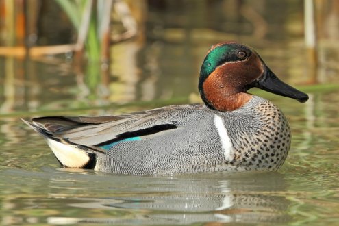 Buy Green Winged Teal Ducks Online