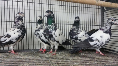 Trippler Pigeons - Image 2