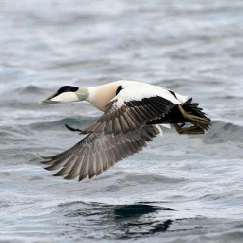 Buy Common Eider Ducks Online  - Image 2