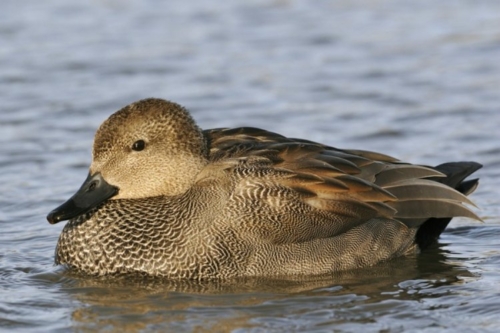 Buy Gadwall Ducks Online - Image 5