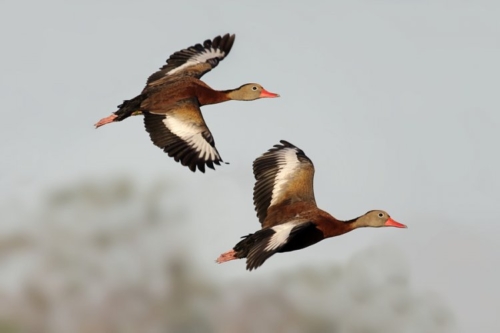 Buy Black Bellied Whistling Ducks Online - Image 3