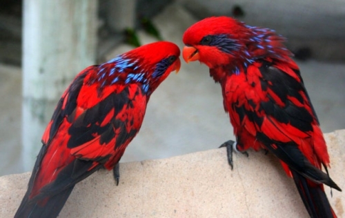 Blue Streaked Lory
