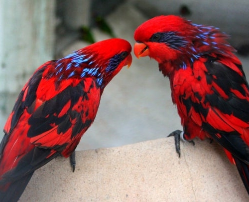 Blue Streaked Lory