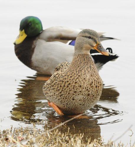 Wallard Ducks