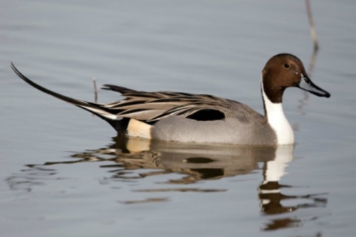 Buy Northern Pintail Ducks Online - Image 2