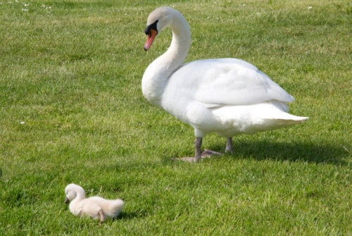 Buy White Mute Swans Online - Image 5