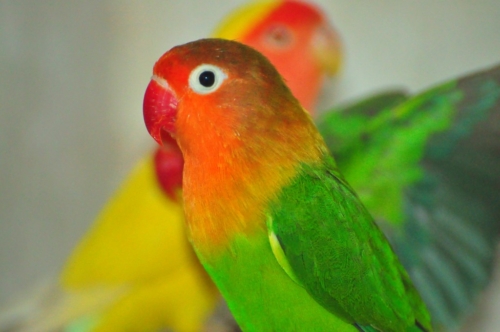 Nyasa or Lilian’s Lovebirds