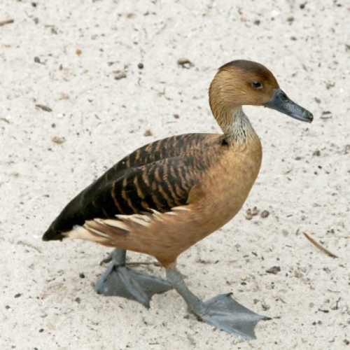 Buy Fulvous Whistling Ducks Online - Image 3