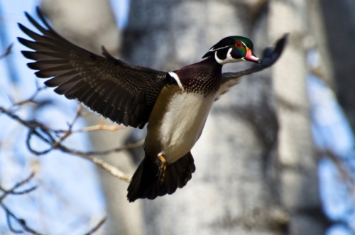 Buy Wood Ducks Online - Image 2