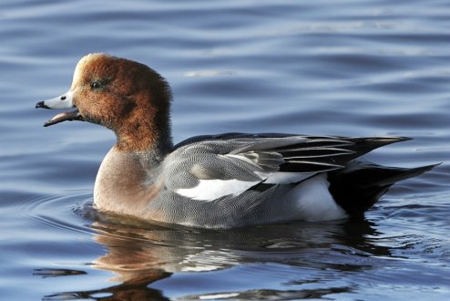 Buy European Wigeon Ducks Online