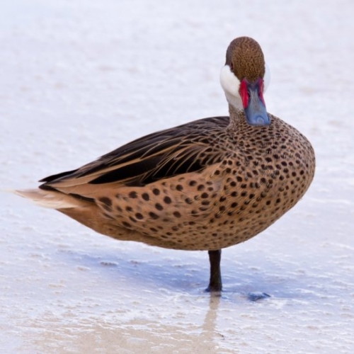 Buy Bahama Pintail Ducks Online - Image 2