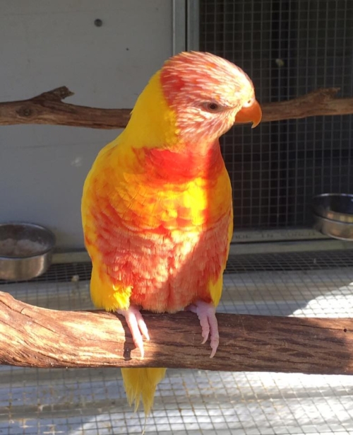 Lutino Rainbow Lorikeets For-Sale - Image 4