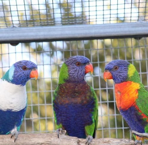 Rainbow Lorikeet
