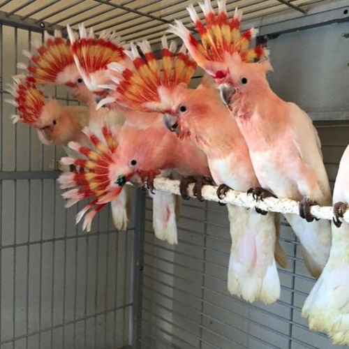 Major Mitchell cockatoo