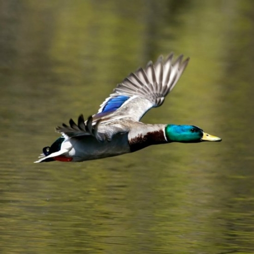 Buy Wild Mallard Ducks Online - Image 4