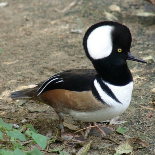 Buy Hooded Merganser Ducks Online - Image 4
