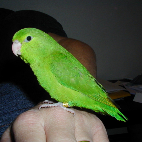 Green – rumped Parrotlet