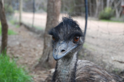 Kangaroo Island Emus - Imagem 2