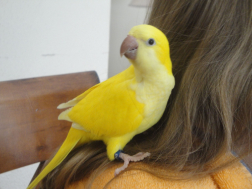 Yellow Quaker parrots - Image 2