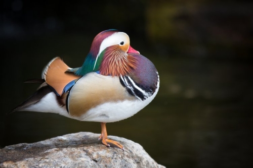 Buy Mandarin Ducks Online - Image 6