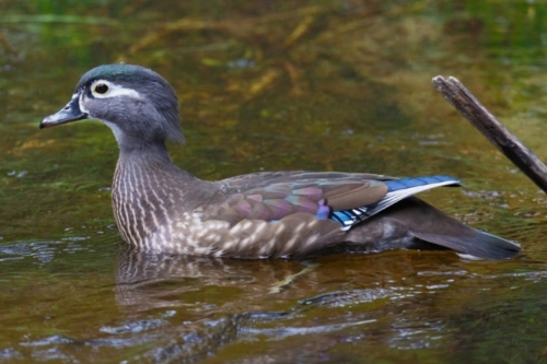Buy Wood Ducks Online - Image 4