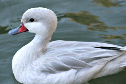 Buy Silver Bahama Pintail Ducks Online